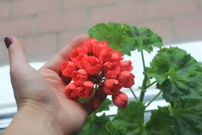 Pelargonium red pandora Air purification - xplant