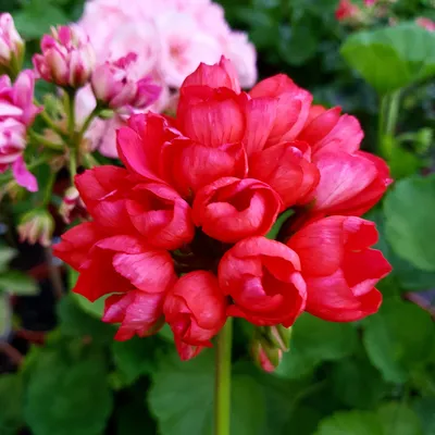 Pelargonium red pandora Air purification - xplant