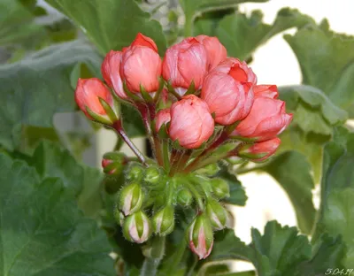 Пеларгония Red Pandora укорененный черенок, Pelargonium Red Pandora  (ID#1697744687), цена: 126 ₴, купить на Prom.ua