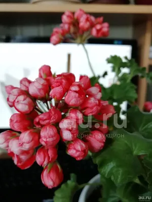 Pelargonium red pandora Foliage - xplant