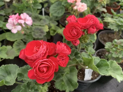 PAC Viva Rosita\" | Geraniums, Fragrant flowers, Pelargonium