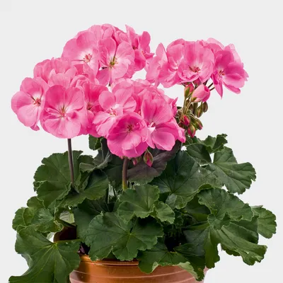 Dumbrava Pelargoniums on X: \"Viva Rosita #pelargonium  https://t.co/JnaMyW7VZn\" / X