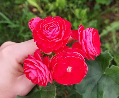 Пеларгония зональная «Розита» (Pelargonium zonale «Rosita») - Пеларгония  зональная (Pelargonium Zonale) - Пеларгония - Горшечные - Каталог -  Pitomnik-Kolos.ru