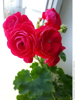 Daredevil® Rosita - Zonal Geranium - Pelargonium zonale | Proven Winners