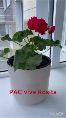 Пеларгонии Галины Феофановой - Очень красивая пеларгония PAC Viva  Rosita...рассматривать можно бесконечно... но кустик совершенно не карлик у  меня. . #цветыцветы #цветынабалконе #моехобби #цветынаокне #цветывсаду  #цветынаподоконнике #цветыдома ...