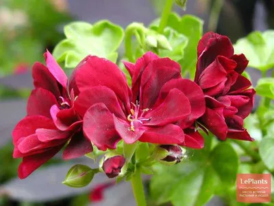 Пеларгония плющелистная (Герань) (Pelargonium peltatum) в кашпо — Рассада  цветов и овощей.