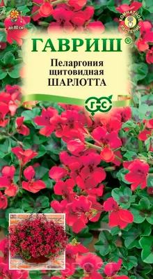 Пеларгония щитовидная (Pelargonium peltatum) — описание, выращивание, фото  | на LePlants.ru