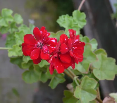 Коллекции растений ЦСБС СО РАН - Pelargonium peltatum (L.) L'Hér. cv.Global  Stars and Stripes – Пеларгония щитовидная cv.Global Stars and Stripes