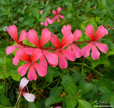 Коллекции растений ЦСБС СО РАН - Pelargonium peltatum (L.) L'Hér. cv.La  France – Пеларгония щитовидная cv.La France