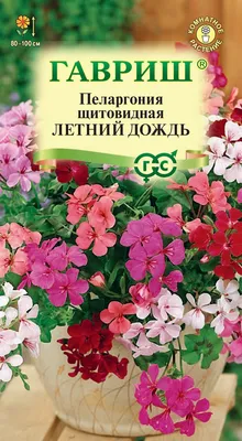 Коллекции растений ЦСБС СО РАН - Pelargonium peltatum (L.) L'Hér.  cv.Crocodile – Пеларгония щитовидная cv.Crocodile