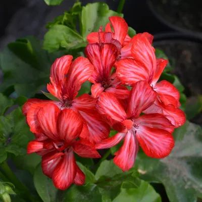 Pelargonium peltatum - Изображение особи - Плантариум