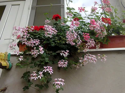 File:Pelargonium peltatum Decora Red 1zz.jpg - Wikimedia Commons