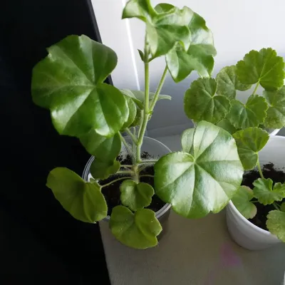 Файл:Geraniales - Pelargonium peltatum 1.jpg — Википедия