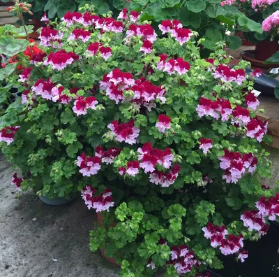 Пеларгония плющелистная (Герань) (Pelargonium peltatum) в кашпо d-23 см,  каталог, цены, фото - купить в Москве