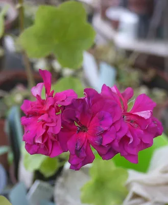 Пеларгония (герань) - не только красивый цветок, но и ароматная приправа  для многих блюд. | Мир растений. | Дзен