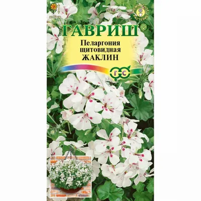 Пеларгония щитовидная.. Установка натяжных потолков .: 1 000 тг. - Сад /  огород Караганда на Olx