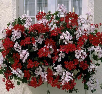 Коллекции растений ЦСБС СО РАН - Pelargonium peltatum (L.) L'Hér.  cv.Crymson Supreme – Пеларгония щитовидная cv.Crymson Supreme