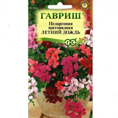 Пеларгония \"Pelargonium\" купить по цене цена по запросу от питомника  саженцев и растений Центросад | Фото и консультация по уходу