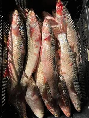 Отзыв о Пеленгас (Кефаль) свежемороженая Доброцен | Малокостная рыба с  белым сочным мясом без резкого запаха