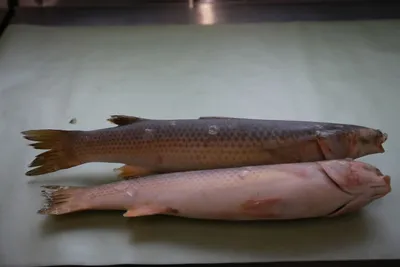 Хорошая крымская рыба пеленгас | Дневник отчаянных пенсионеров | Дзен
