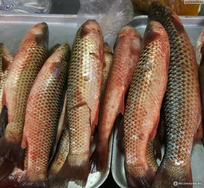 Рыба Черноморская Пеленгас - «Пеленгас супер вкусная рыбка, по доступной  цене! Плюс фото - рецептик очень простого и быстрого приготовления!» |  отзывы