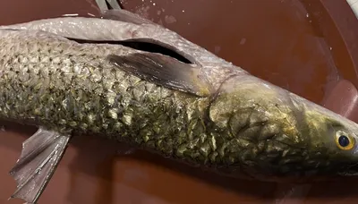 Мастерство ловли пеленгаса: cекреты удачной рыбалки - Днипро-Свинец