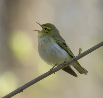 Голоса птиц Как поёт Пеночка весничка Phylloscopus trochilus - YouTube