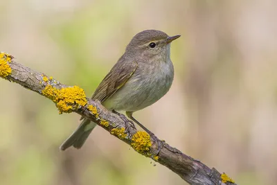 Willow Warbler , Пеночка-весничка - Phylloscopus trochilus. Фотограф Евгений