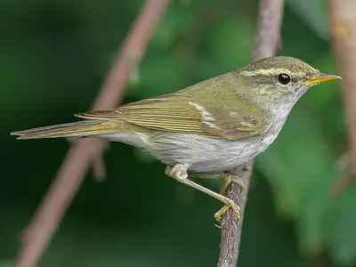 Пеночка-весничка (Phylloscopus trochilus). Птицы Европейской России.