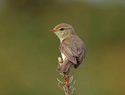 Пеночка-теньковка (Phylloscopus collybita). Фотогалерея птиц. Фотографии  птиц России, Беларуси, Украины, Казахстана, Таджикистана, Азербайджана.