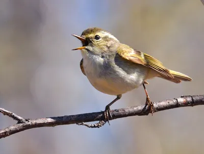 Голоса птиц Как поёт Пеночка трещотка Phylloscopus sibilatrix - YouTube