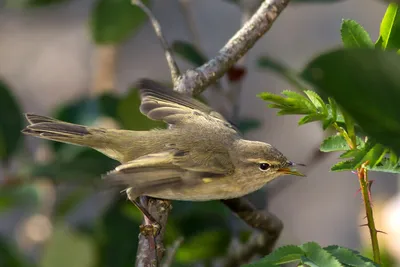 Толстоклювая пеночка - eBird