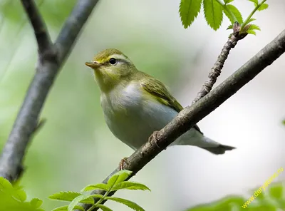 Пеночка-теньковка (Phylloscopus collybita)