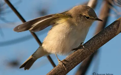 Пеночка-теньковка (Phylloscopus collybita). Птицы Европейской России.