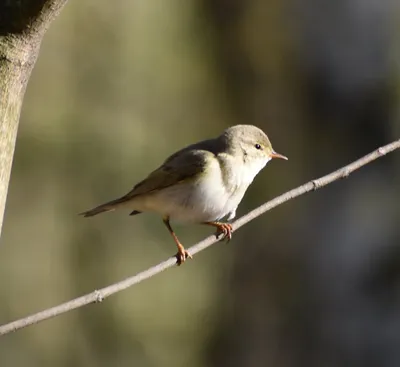 Светлоголовая пеночка (Phylloscopus coronatus). Фотогалерея птиц.  Фотографии птиц России, Беларуси, Украины, Казахстана, Таджикистана,  Азербайджана.