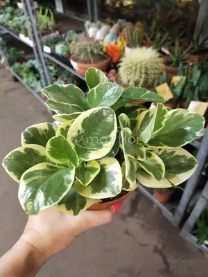 Горшечное растения «Пеперомия» - купить в Екатеринбурге антуриум в горшке