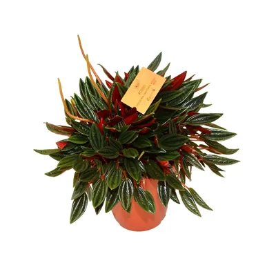 Пеперомия Россо, Peperomia Rosso, тенелюбивое растение, тропическое  растение, красивое растение, неприхотливое растение, подарок любителю  растений
