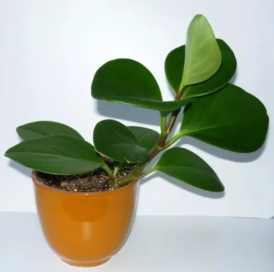 Пеперомия магнолиелистная (Peperomia magnoliaefolia) - «❤️ Самый  неприхотливый цветок. Ничем не привлекательна внешне, но доставляет немало  радости. Расскажу про уход, особенности и размножение пеперомии  магнолиелистной» | отзывы