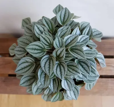 Покупка и уход за Peperomia Scandens Variegata - STEKJESBREF.NL