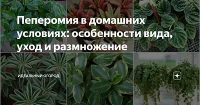 Пеперомия Прострата ⌀5 купить в Москве с доставкой | Магазин растений Bloom  Story (Блум Стори)