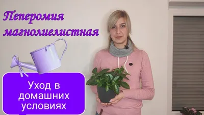 Пеперомия — родственница перцу. Уход, выращивание, размножение. Виды. Фото  — Ботаничка