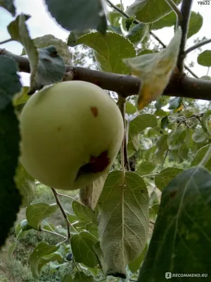 Яблоня 'Пепинка алтайская' — описание сорта, характеристики | на LePlants.ru