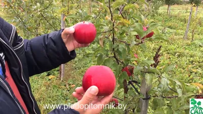 Уникальный, региональный сорт яблок \"АНАТОЛЬЕВКА\". Неизвестно откуда он  появился, но я хотел бы его посадить у себя | Сад, огород, наука и ... лень  | Дзен