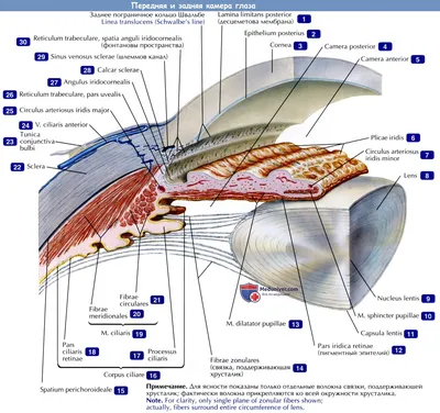Передняя и задняя камера глаза - по атласу анатомии