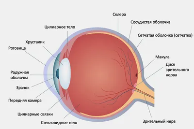 Анатомия глаза - Катаракта Центр