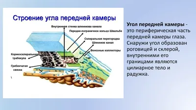 Где находится передняя камера глаза: анатомия и строение глаза, выполняемые  функции, возможные заболевания и методы терапии