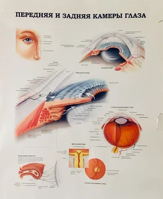 Glazbook - Плакат \"Передняя и задняя камеры глаза\"