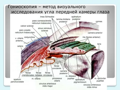 Анатомия угла передней камеры - презентация онлайн