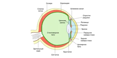 Как глаз на самом деле фокусирует изображение на сетчатке? Противоречия  теории Гельмгольца и непризнанные модели аккомодации | Наука наизнанку |  Дзен