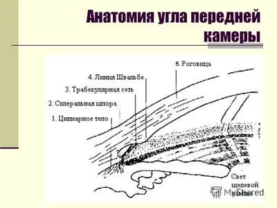 Строение глаза - Клиника ВИЖУ